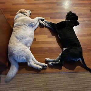 Meet your Posher, Angela